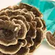 Trametes versicolor (Turkey tails) — 100g — photo 3