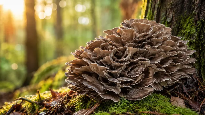 Maitake Mushroom Benefits: What the D-Fraction Shows article cover