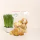 Grzywa lwa (Hericium erinaceus) — 100g — photo 7